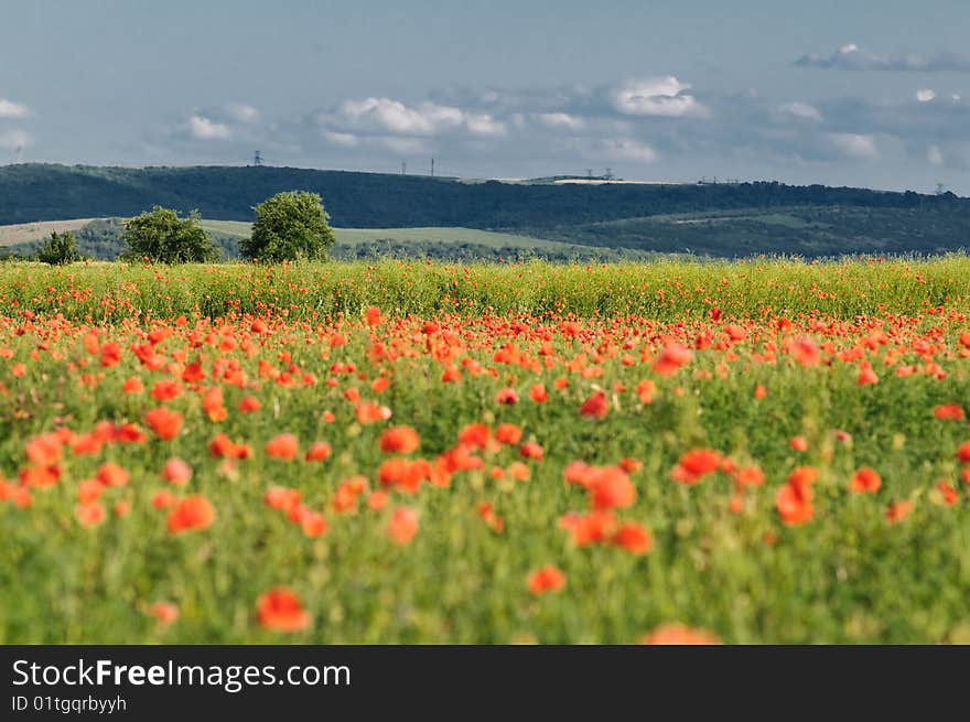 Summer rural landscape with wild poppy field