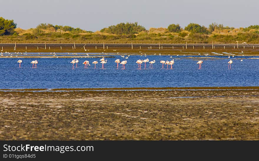 Flamingos in Camargue