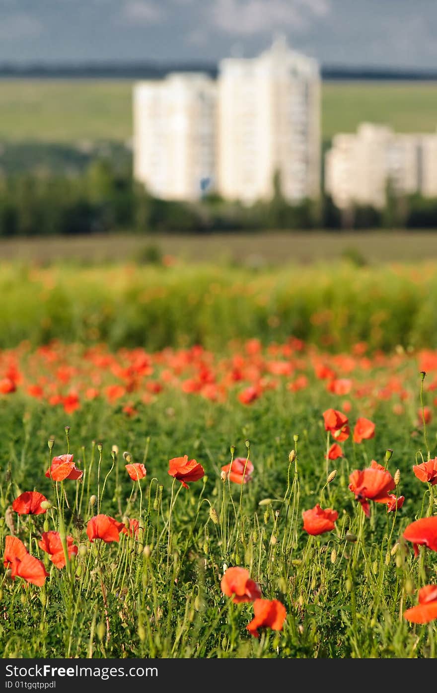 Wild poppy field