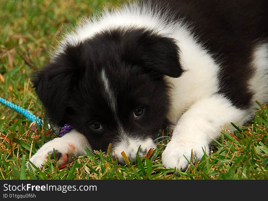 Border Collie Puppy