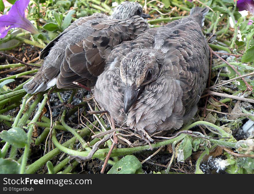 Big Brother Morning Dove