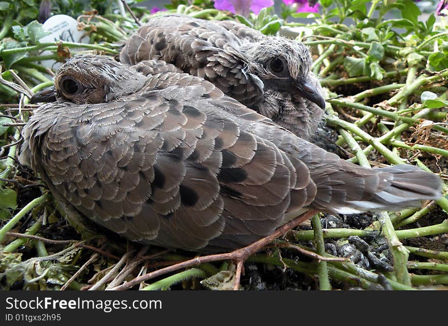 Close Up Morning Dove Siblings