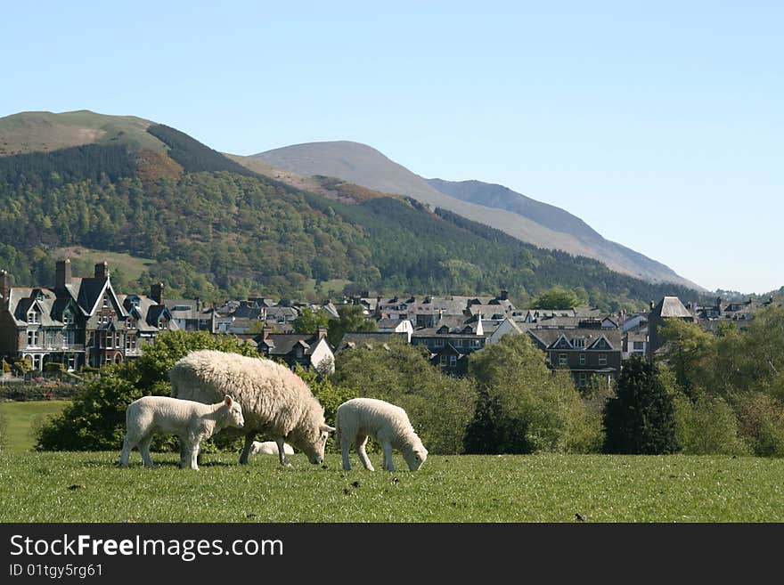 Sheep And Hills