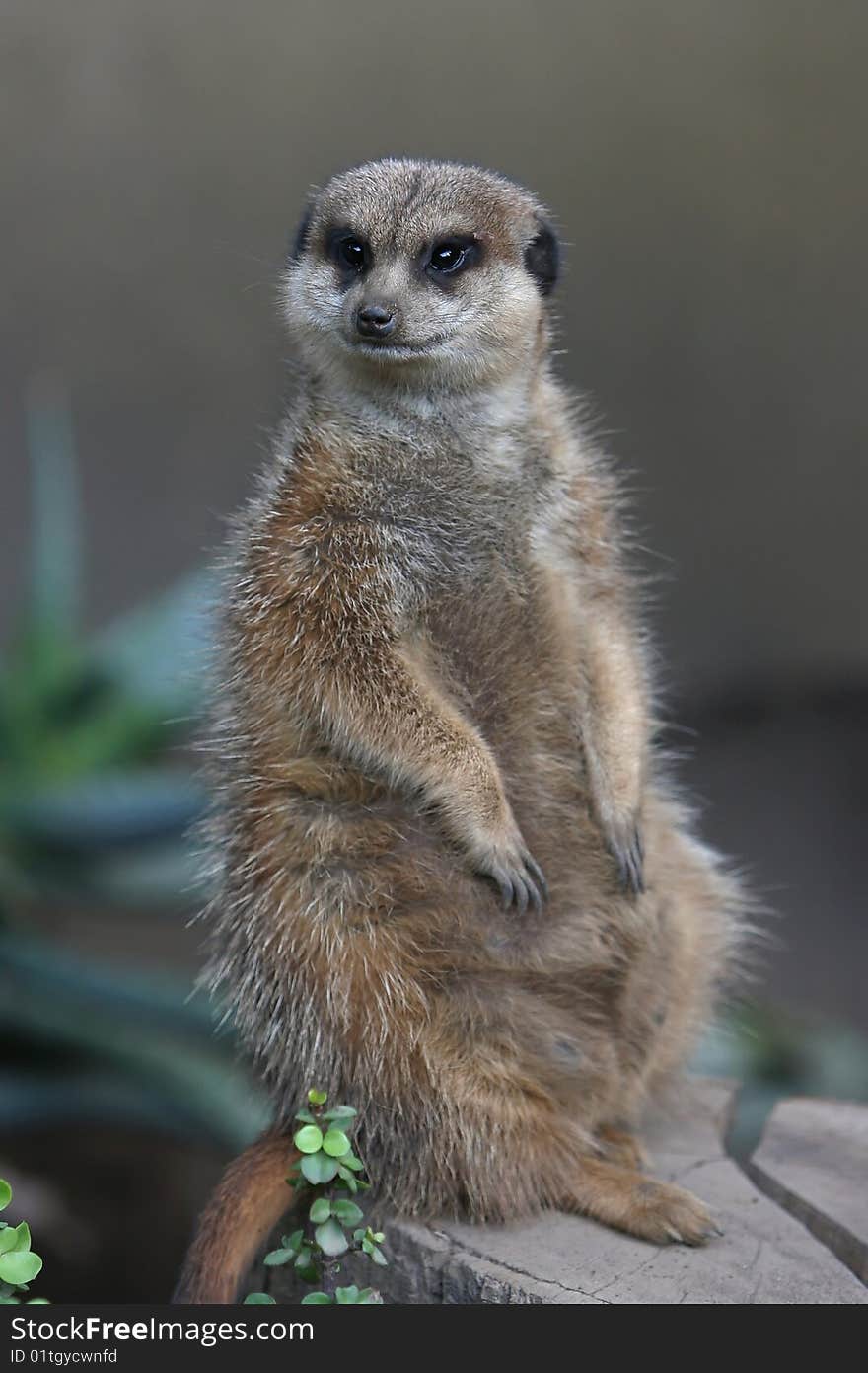 Suricate looking out for danger while on guard. Suricate looking out for danger while on guard