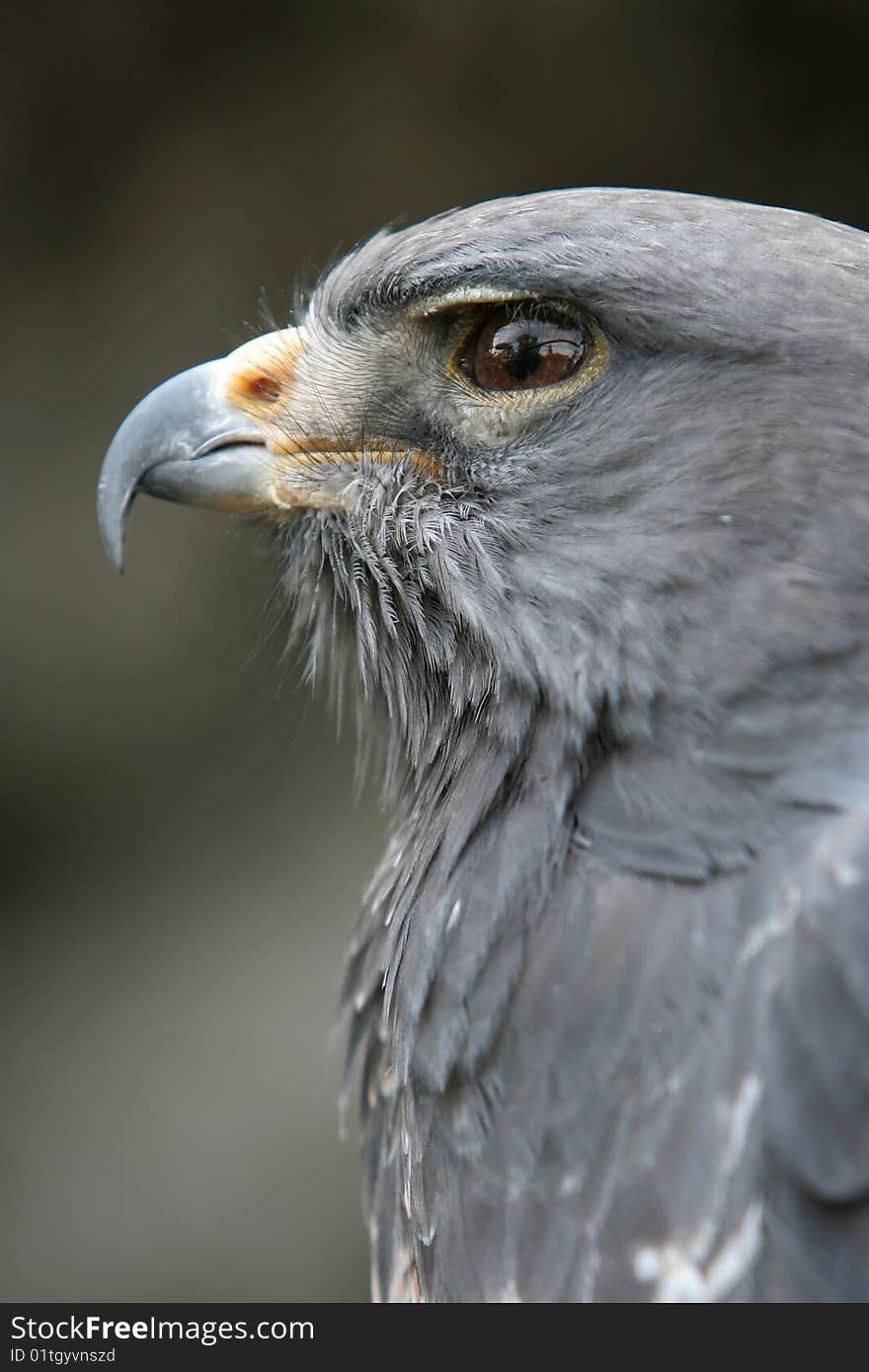 Eagle Portrait Close Up