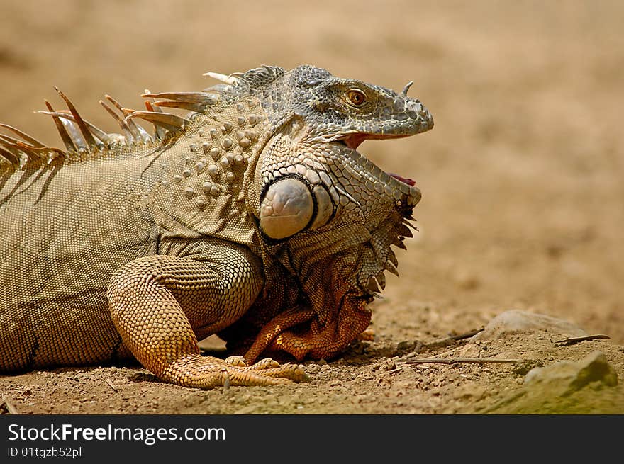 Iguana side-view, tenerife island, canarias