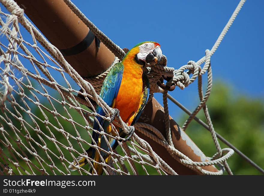 Macaw parrot sitting on sailyard