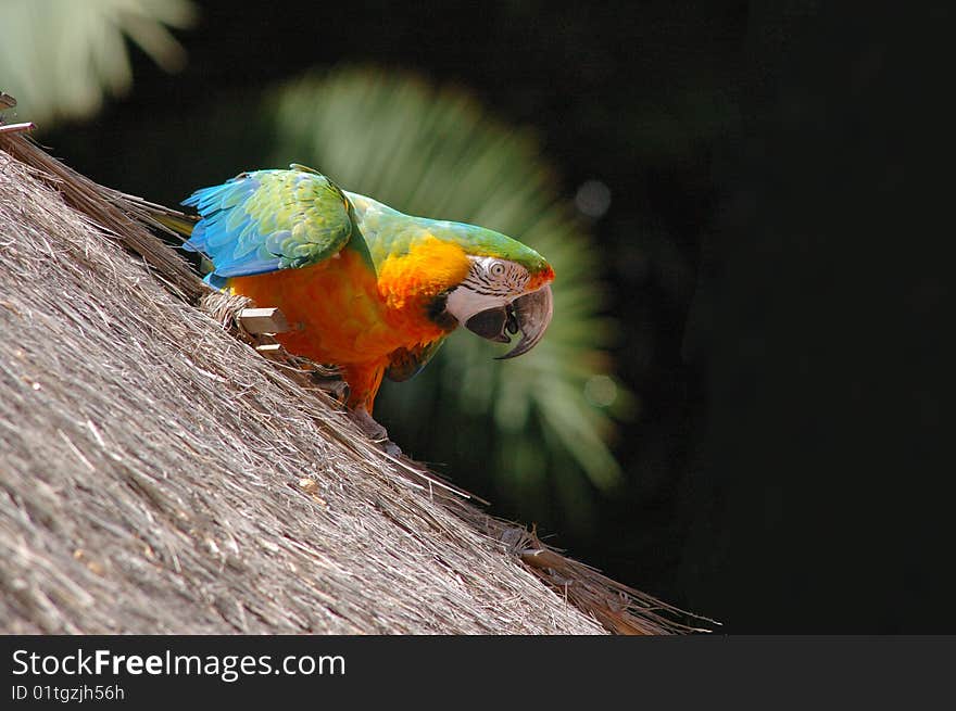 Macaw parrot on thatch, tenerife