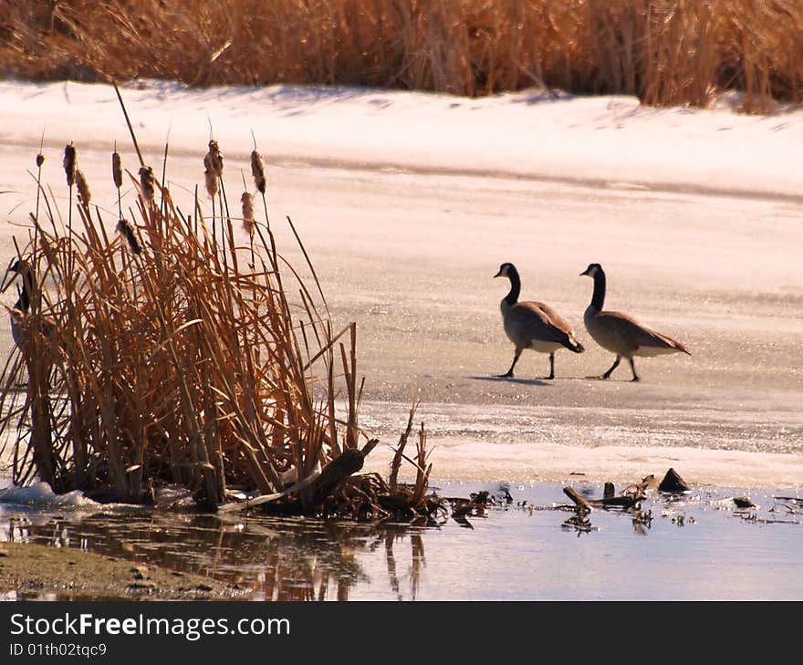 Wild Geese arriving back after winter. Wild Geese arriving back after winter