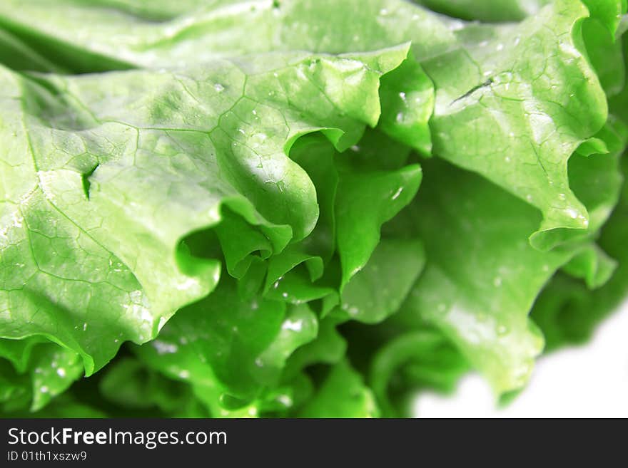 Fresh green Lettuce