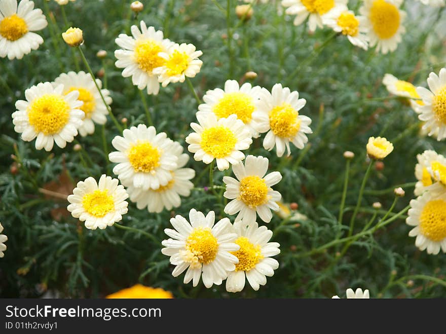 Wild flower in green meadow in german field