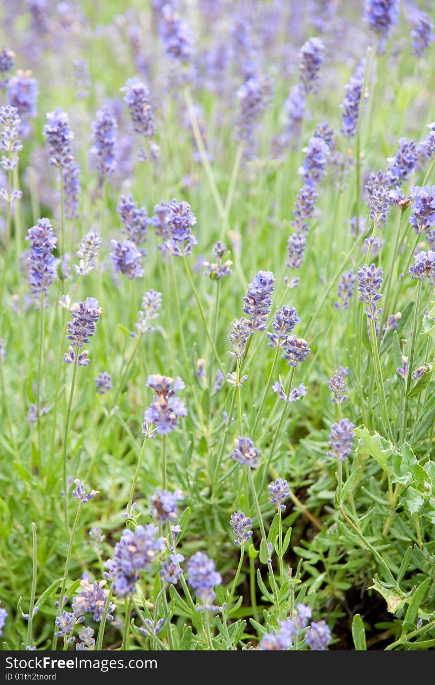 Wild flower in green meadow in german field