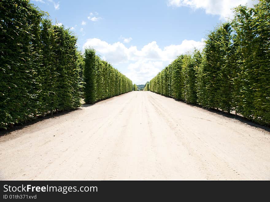 Summer tree against blue sky with white cloud background