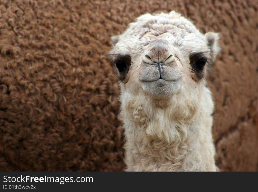 A baby camel poses protected by its mother in the background. A baby camel poses protected by its mother in the background.