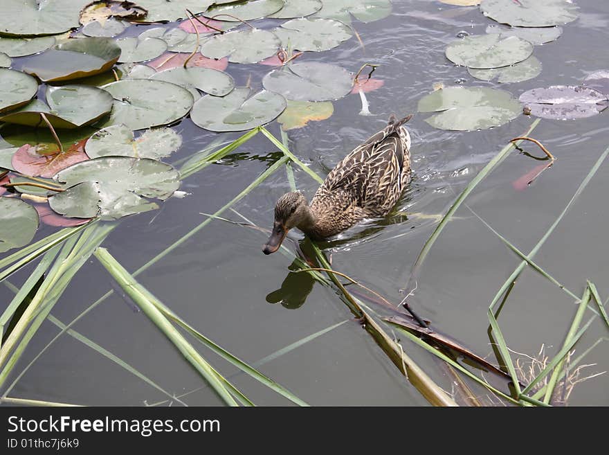 Duck hunting for food