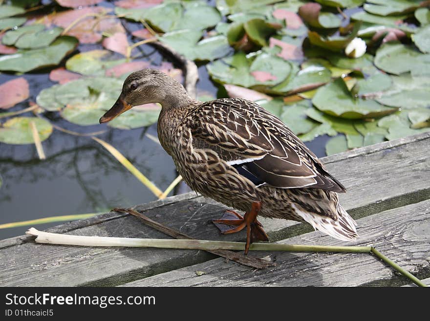 Duck On A Bridge