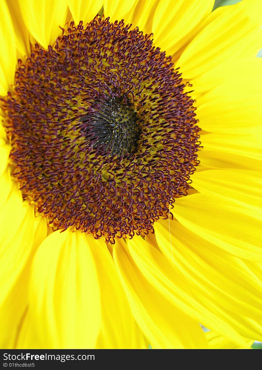 Sunflower