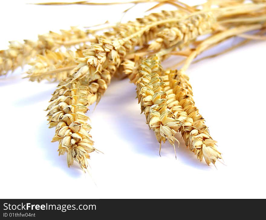 Ears of wheat on a white