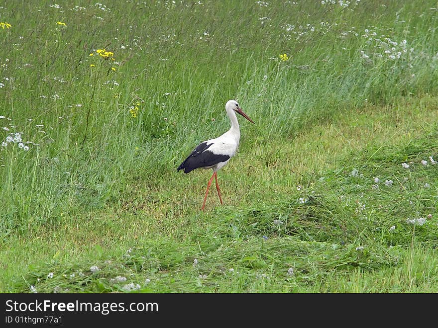 Stork on green grass