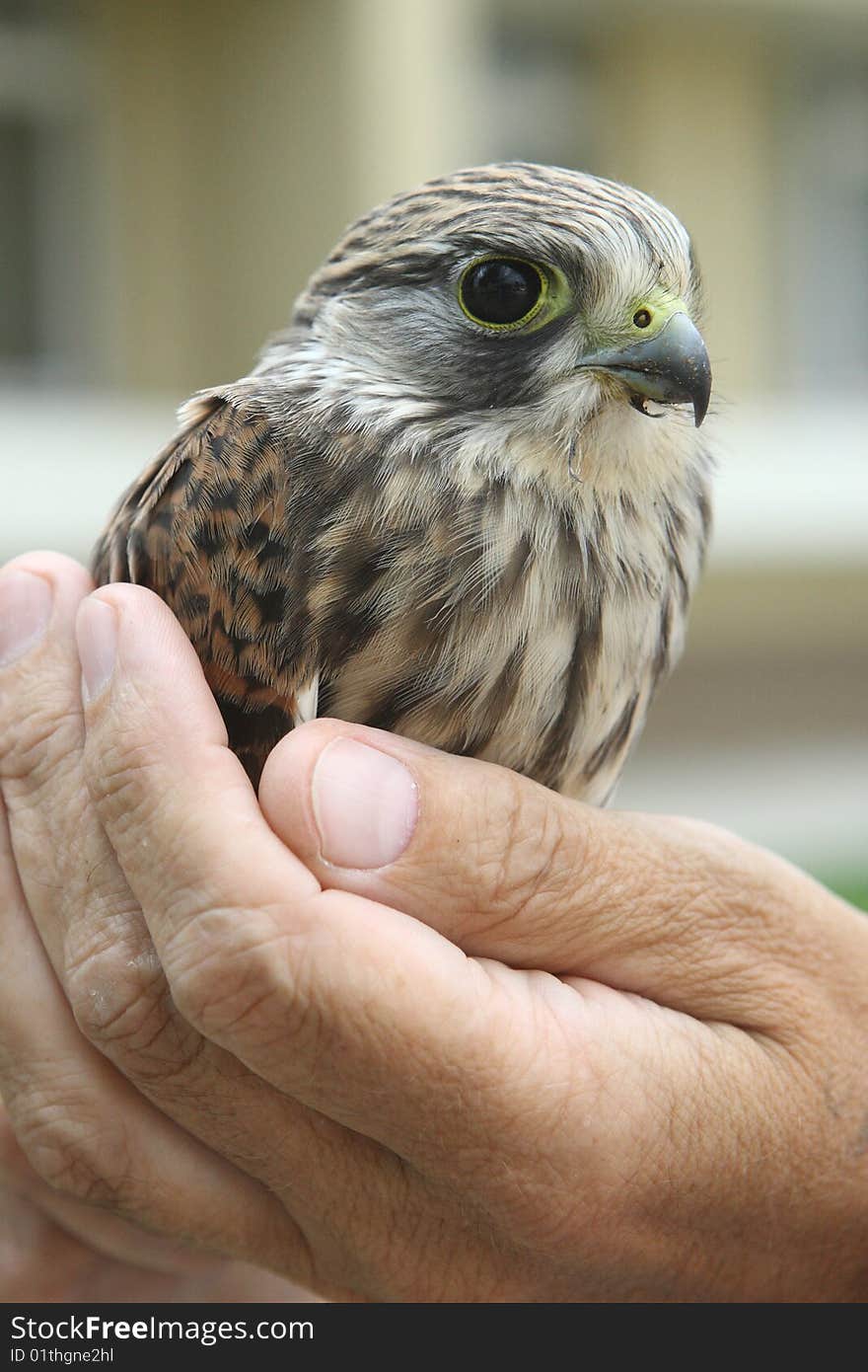 Nestling of falcon kestrel on a hand