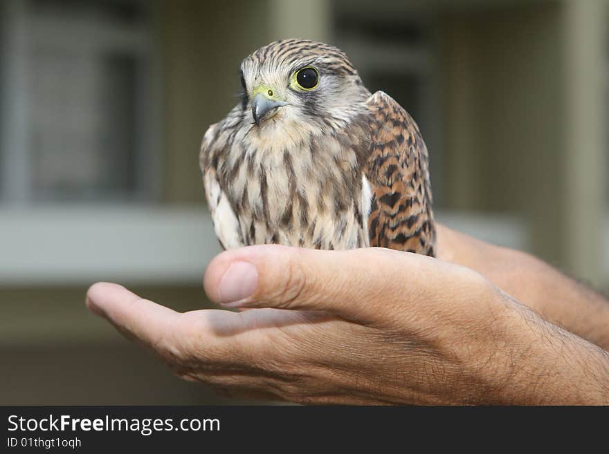 Nestling of falcon kestrel on a hand