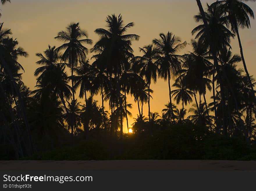 Palm trees silhouetted at sunset. Palm trees silhouetted at sunset
