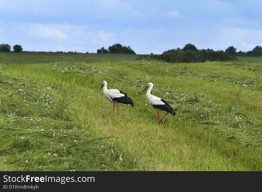 Landscape Whith Two Storks