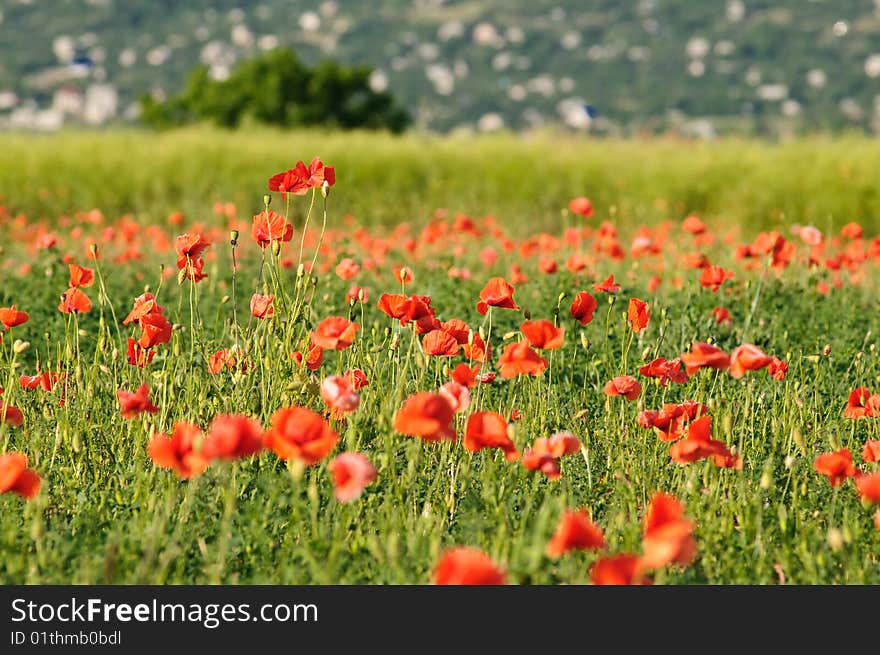 Wild Poppy Field