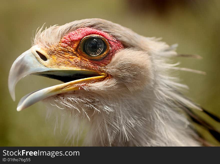 Portrait of a Secretary Bird. Portrait of a Secretary Bird