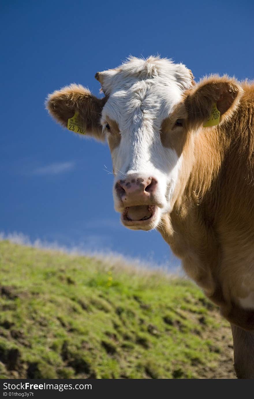 A lucky cow in the alps. A lucky cow in the alps