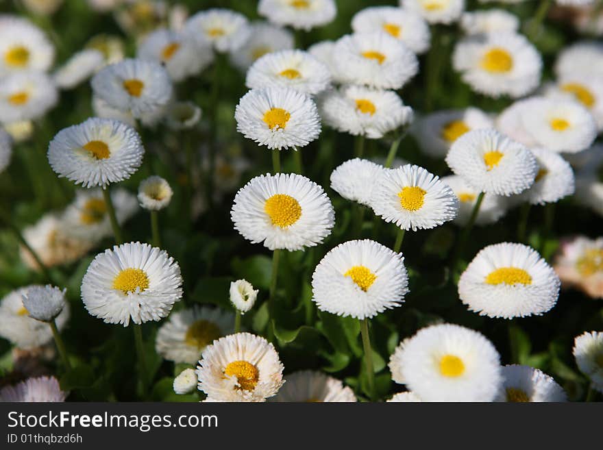 Field with a lot of daisy