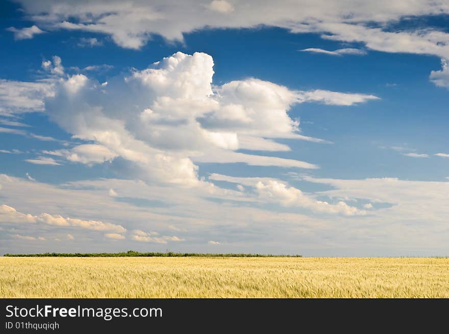 Wheat field