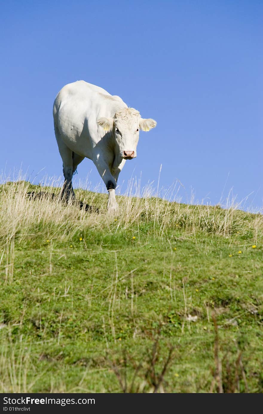 A lucky cow in the alps. A lucky cow in the alps