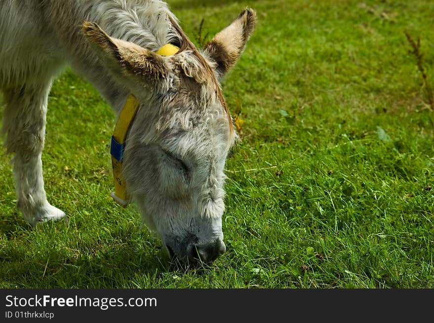 An image of a white rescue donkey grazing in a field of lush green fresh spring grass with its eyes closed.