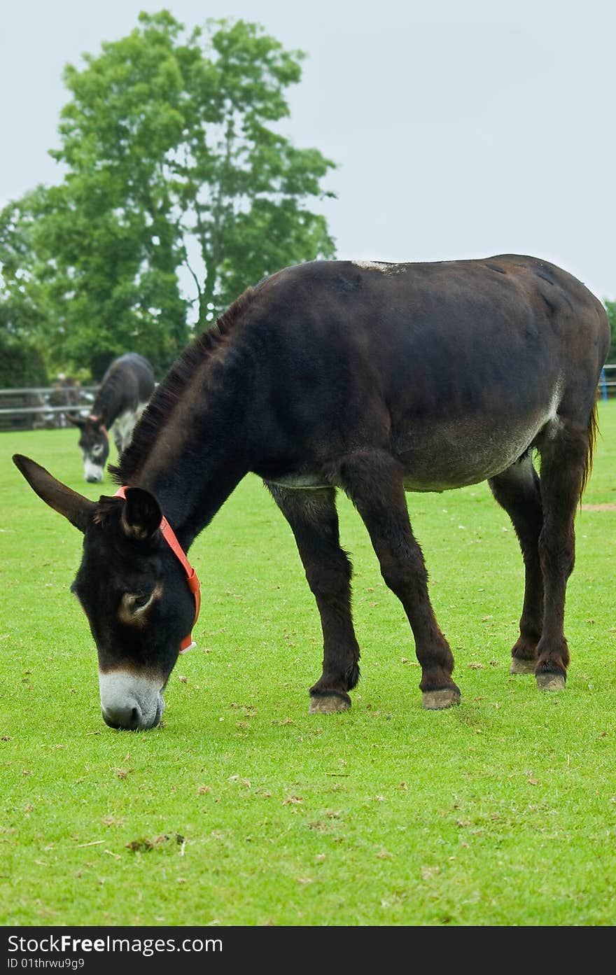 An image of two lucky young brown rescue donkeys happily grazing in a paddock of lush fresh green spring grass. An image of two lucky young brown rescue donkeys happily grazing in a paddock of lush fresh green spring grass.