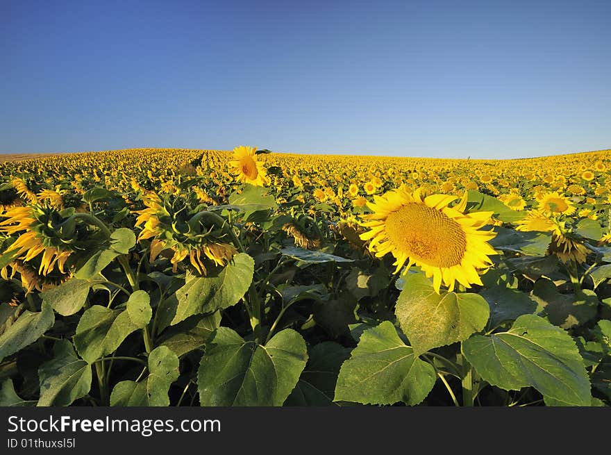 Sunflower field