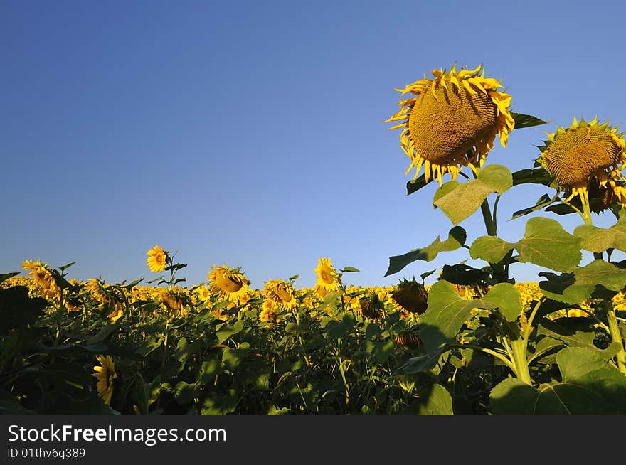 Sunflower field