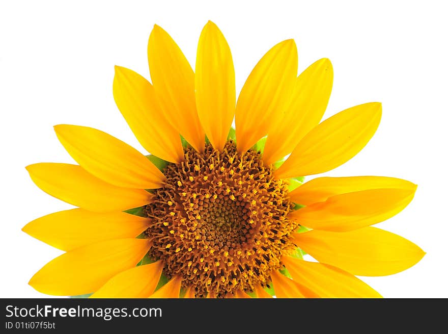 Sunflower Isolated over white background