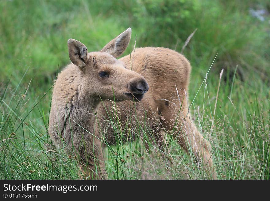 Baby elk