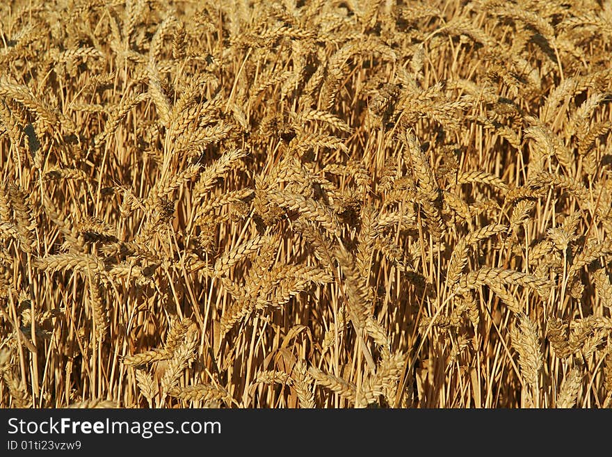 Wheat field