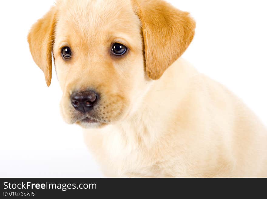 Closeup of a labrador retriever puppy