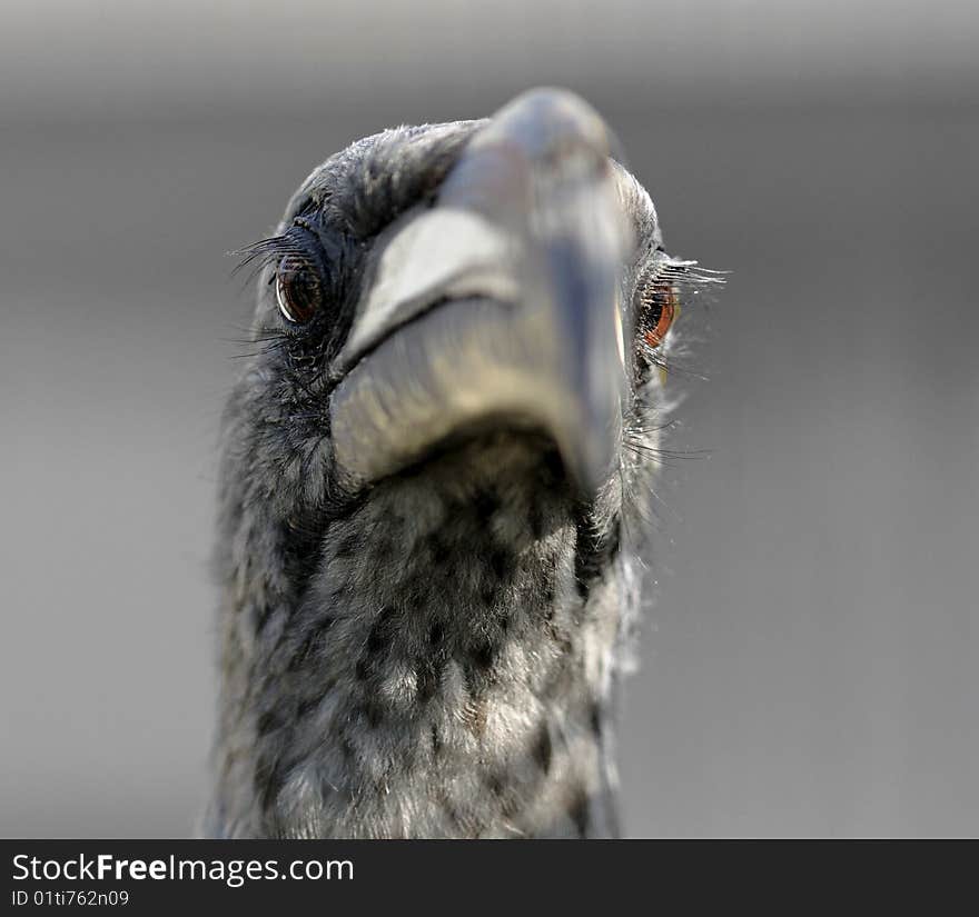 Grey hornbill