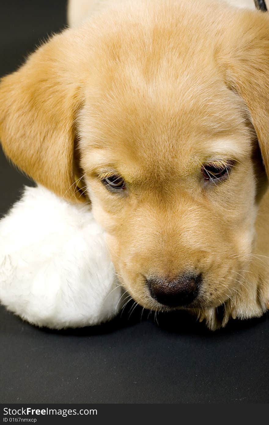 Labrador retriever puppy standing on black background with a furr ball