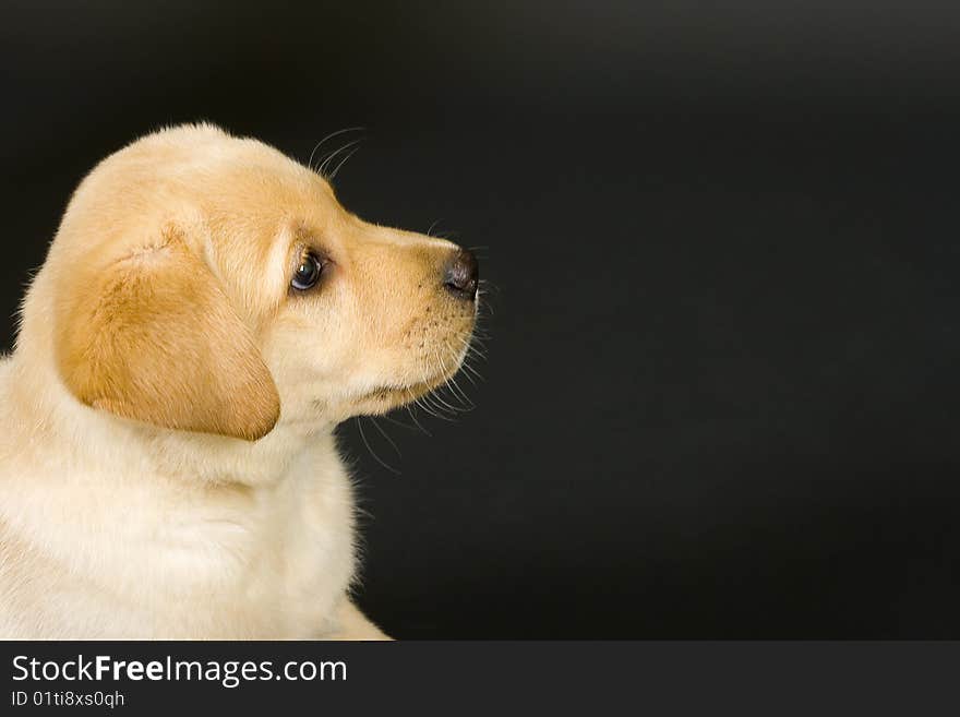 Closeup of a labrador retriever puppy over black background