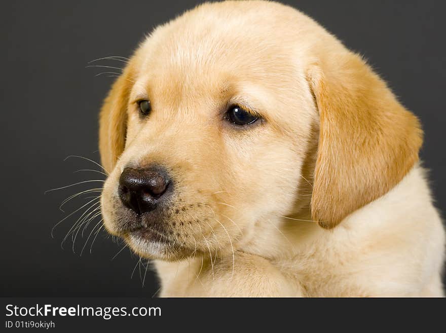 Closeup of a puppy labrador retriever over black background