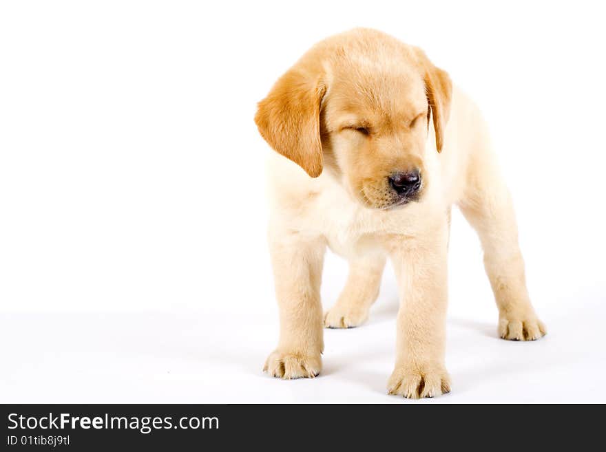 Labrador retriever puppy with eyes closed