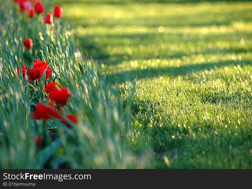 Red tulip and green grass