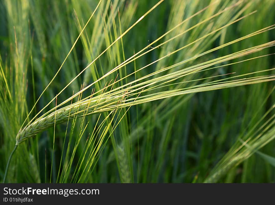 Ears of a green rye shined with the evening sun. Ears of a green rye shined with the evening sun.