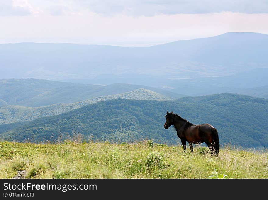 Horse in the Carpathian Mountains 1. Horse in the Carpathian Mountains 1