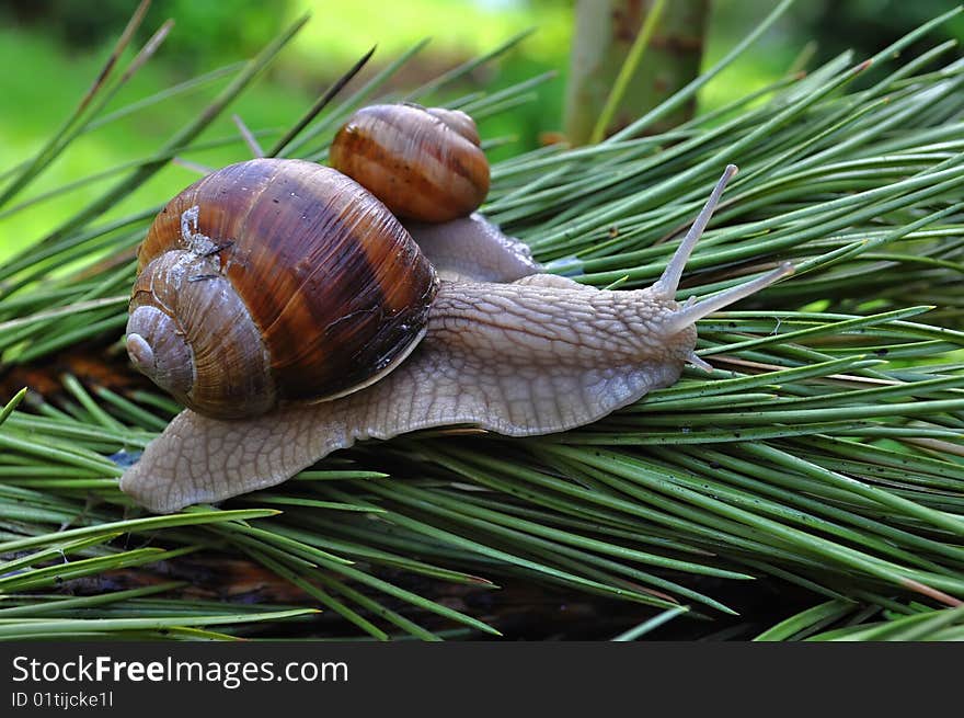 Small snail on summery garden